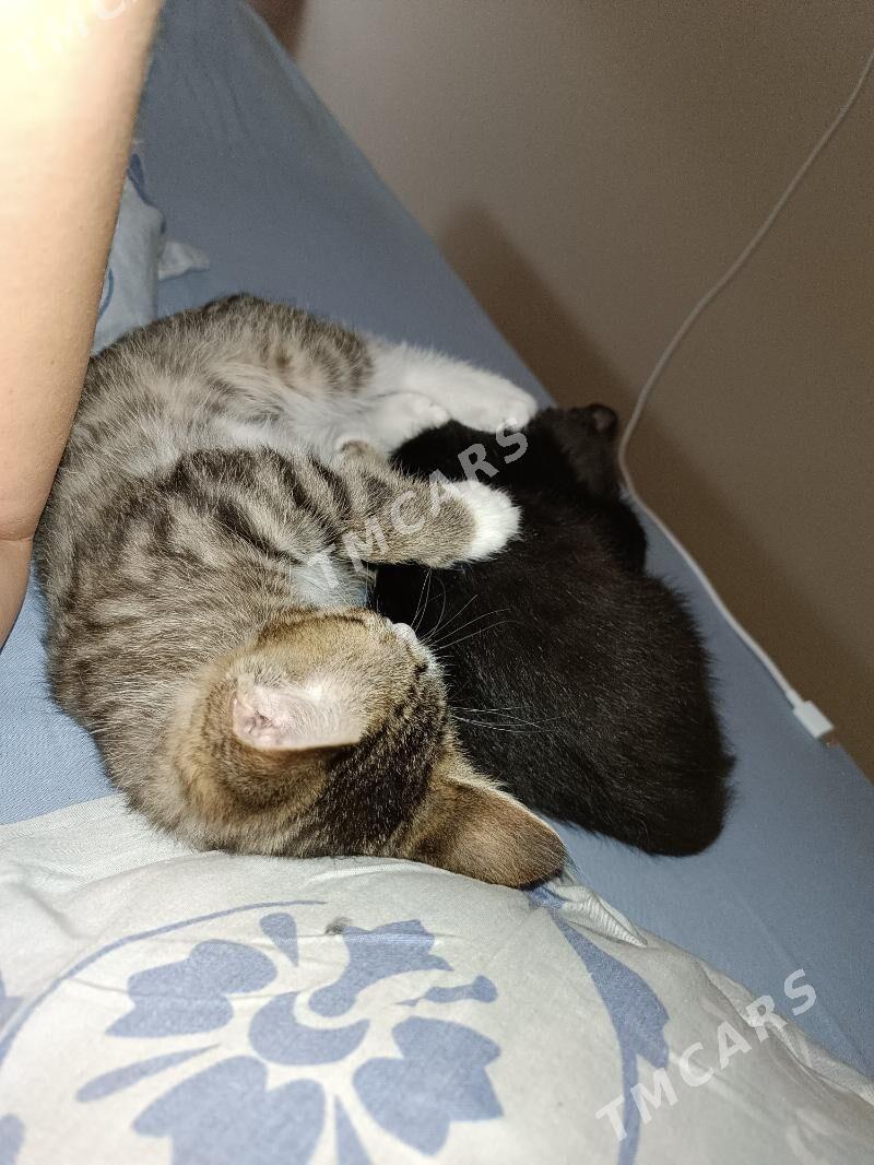 Отдам кошек на добрые руки! - 4 mkr - img 4