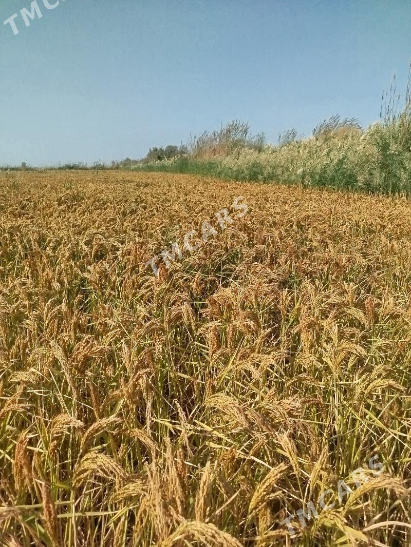 şaly - Garabekewül - img 2