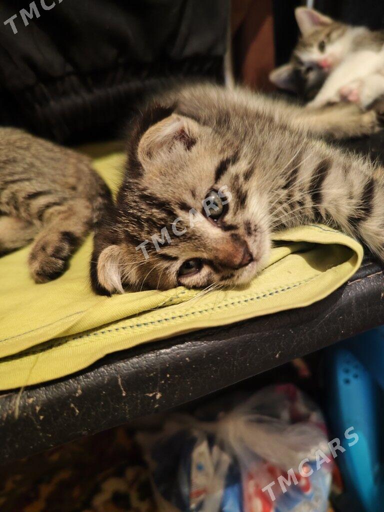 котята - Türkmenabat - img 2