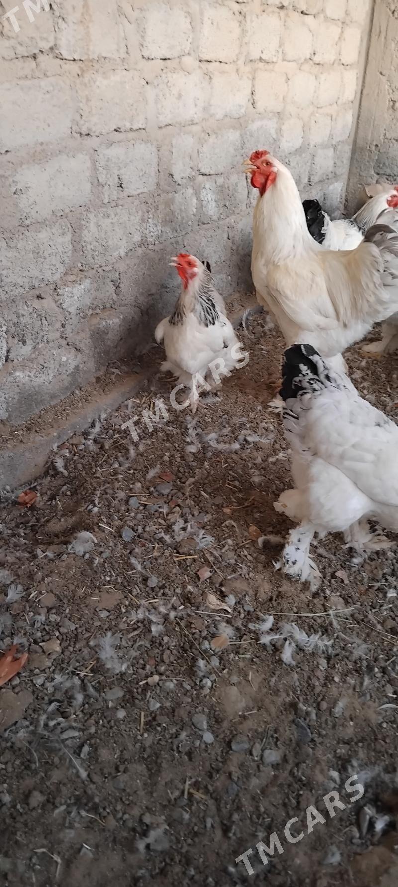 ak brama towuk ýumurtga - Çoganly - img 3