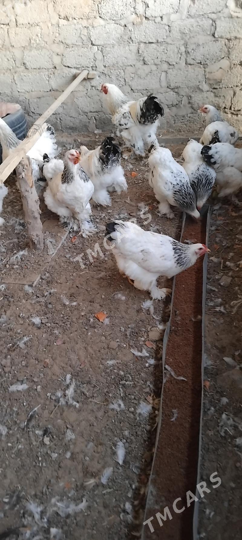 ak brama towuk ýumurtga - Çoganly - img 2