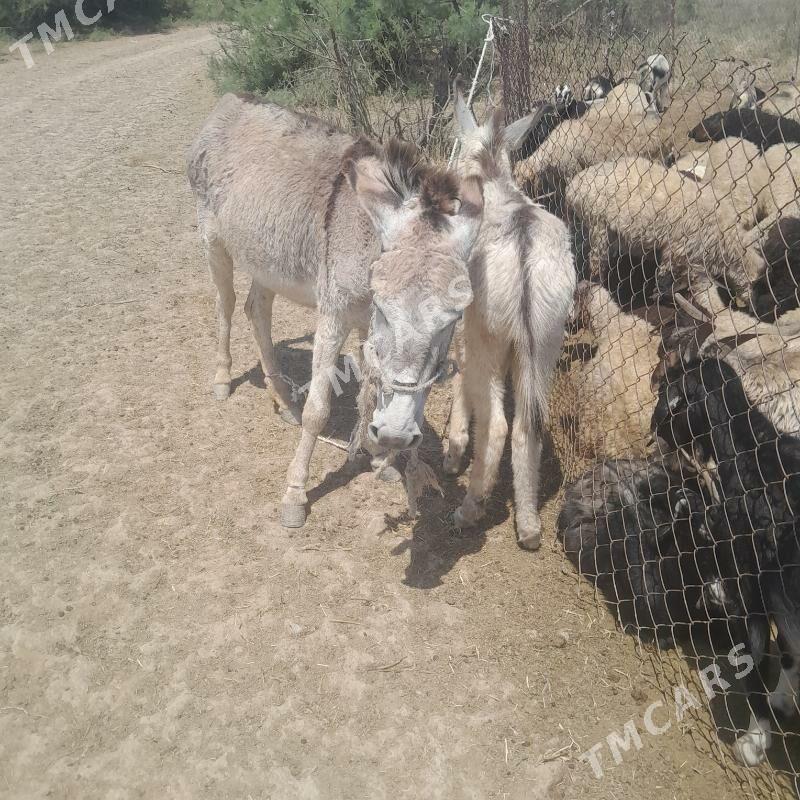 eşşek - Bäherden - img 3