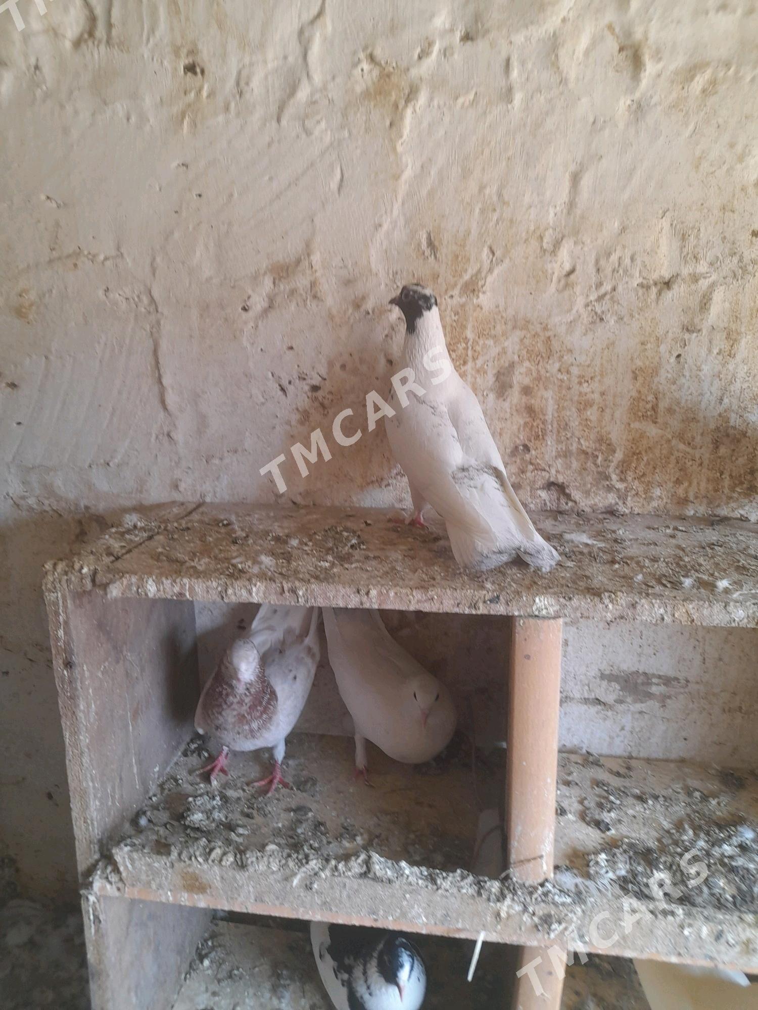 kepderı - Balkanabat - img 2