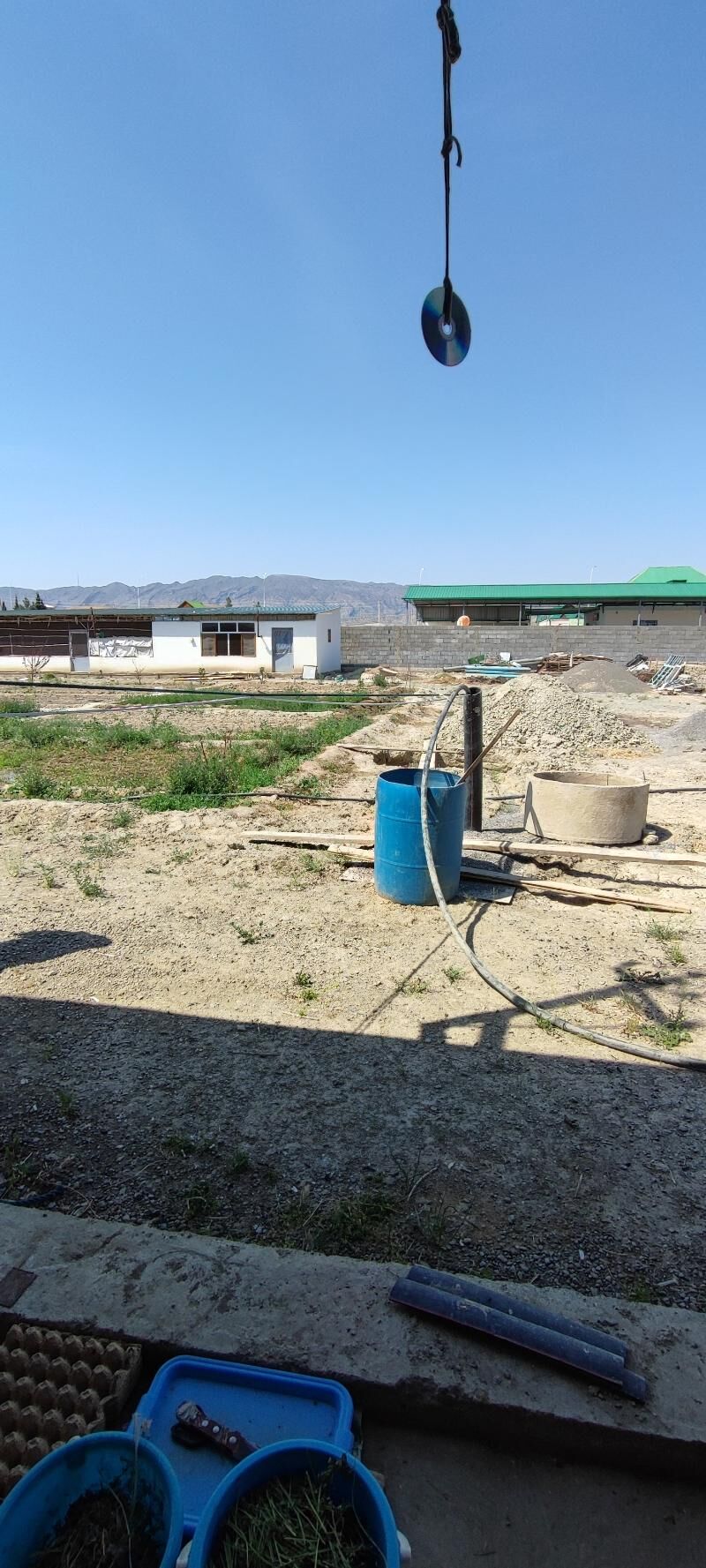 sygyr towuk juyje ferma ферма - Aşgabat - img 6