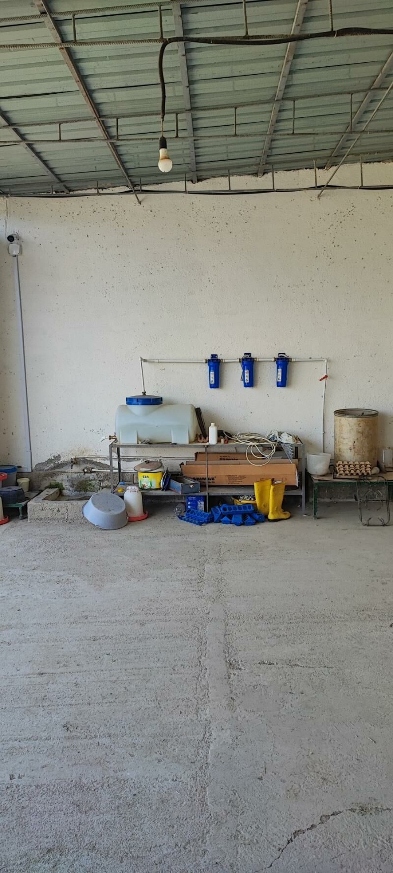 sygyr towuk juyje ferma ферма - Aşgabat - img 3