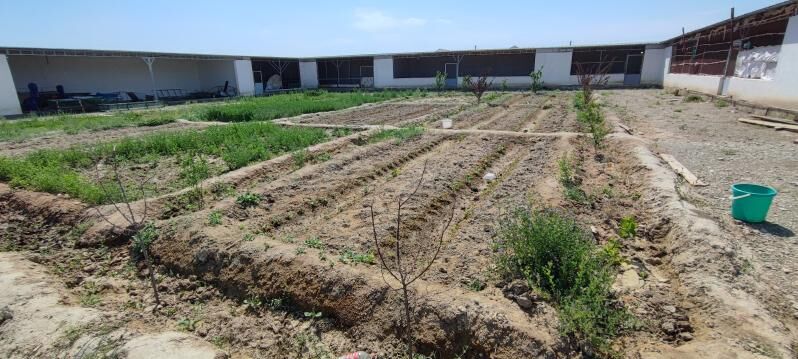 sygyr towuk juyje ferma ферма - Aşgabat - img 10