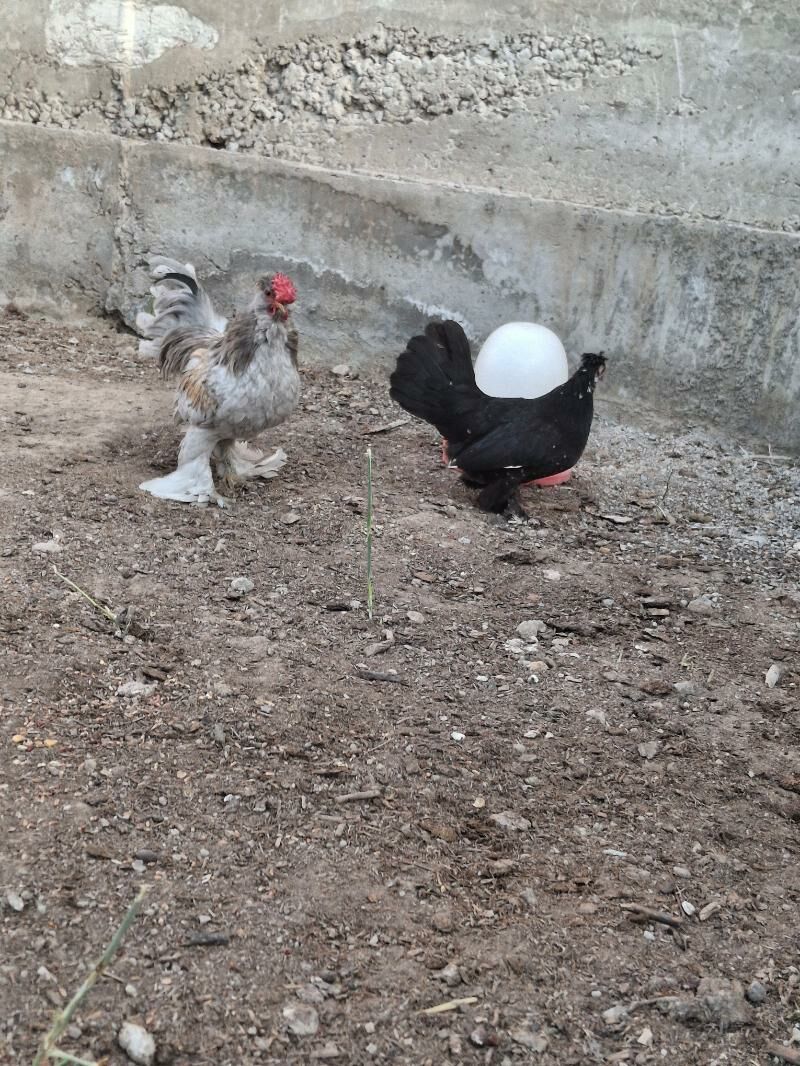 towuk karlik - Türkmenabat - img 2