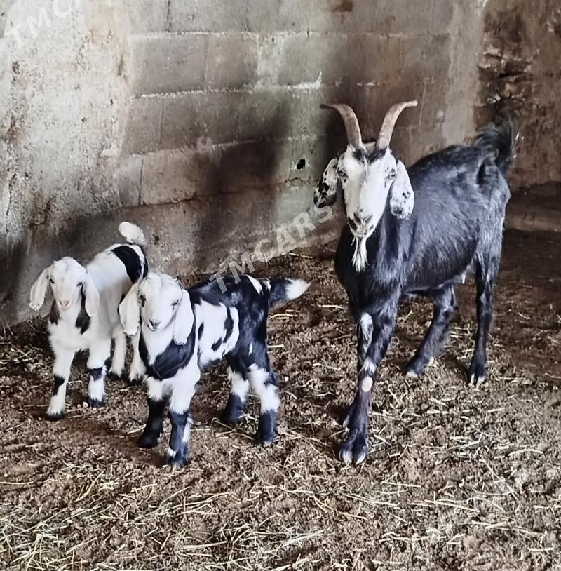 Ekiz Owlakly Geçi - Gökdepe - img 3