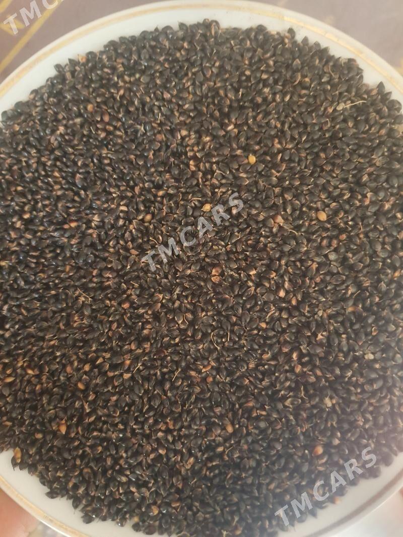 Şekerçeññirik tohum, Sudanka - Gökdepe - img 3