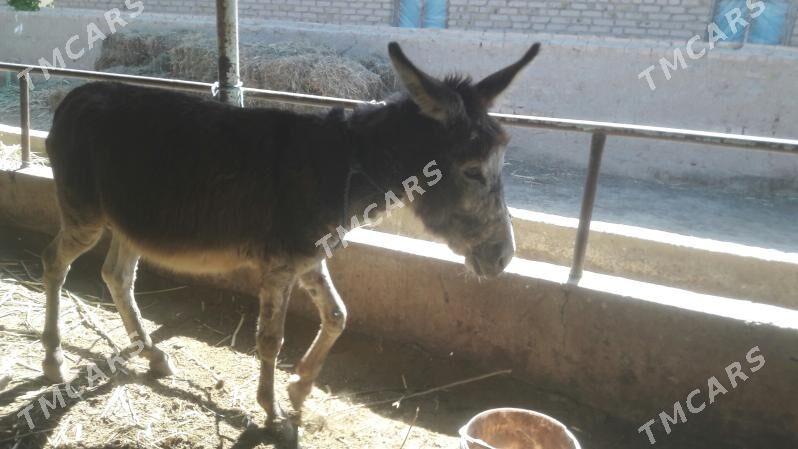 eşek - Türkmenabat - img 2