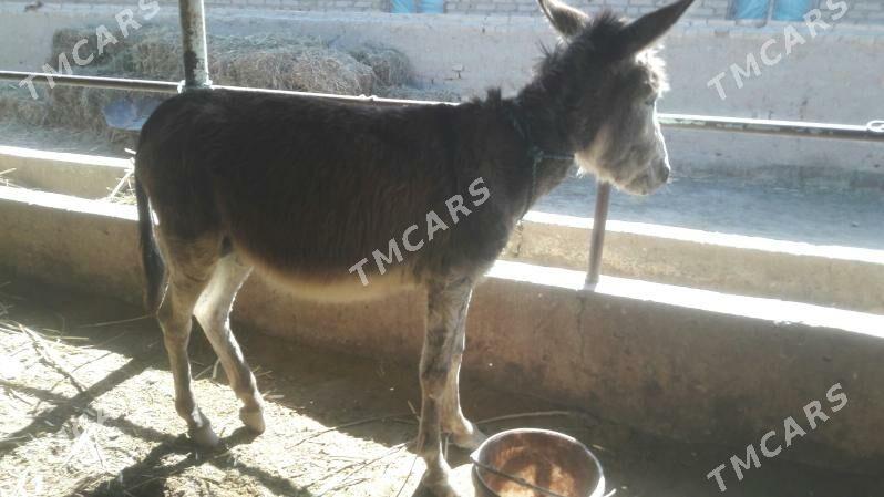 eşek - Türkmenabat - img 3