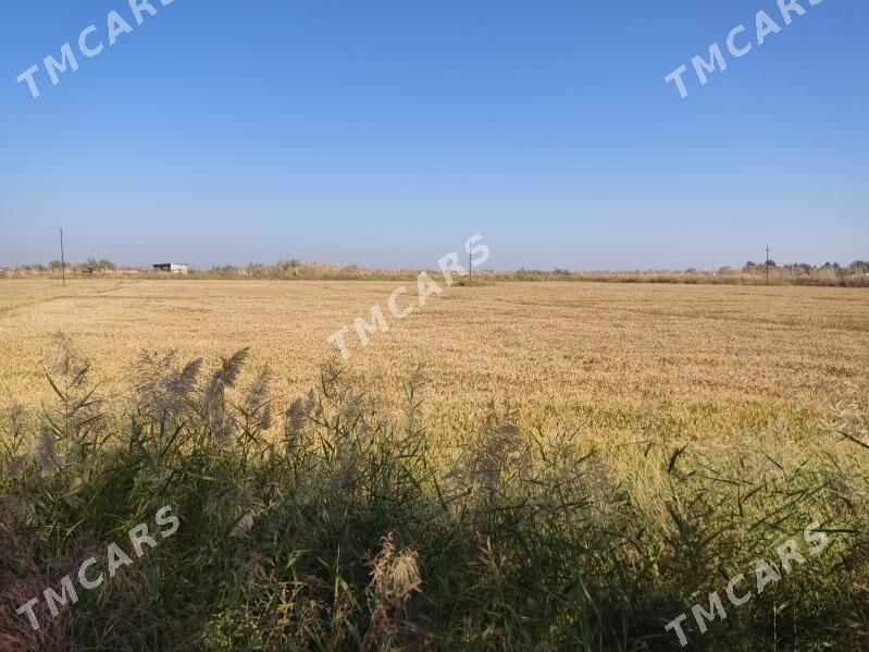Şaly - Türkmenabat - img 2