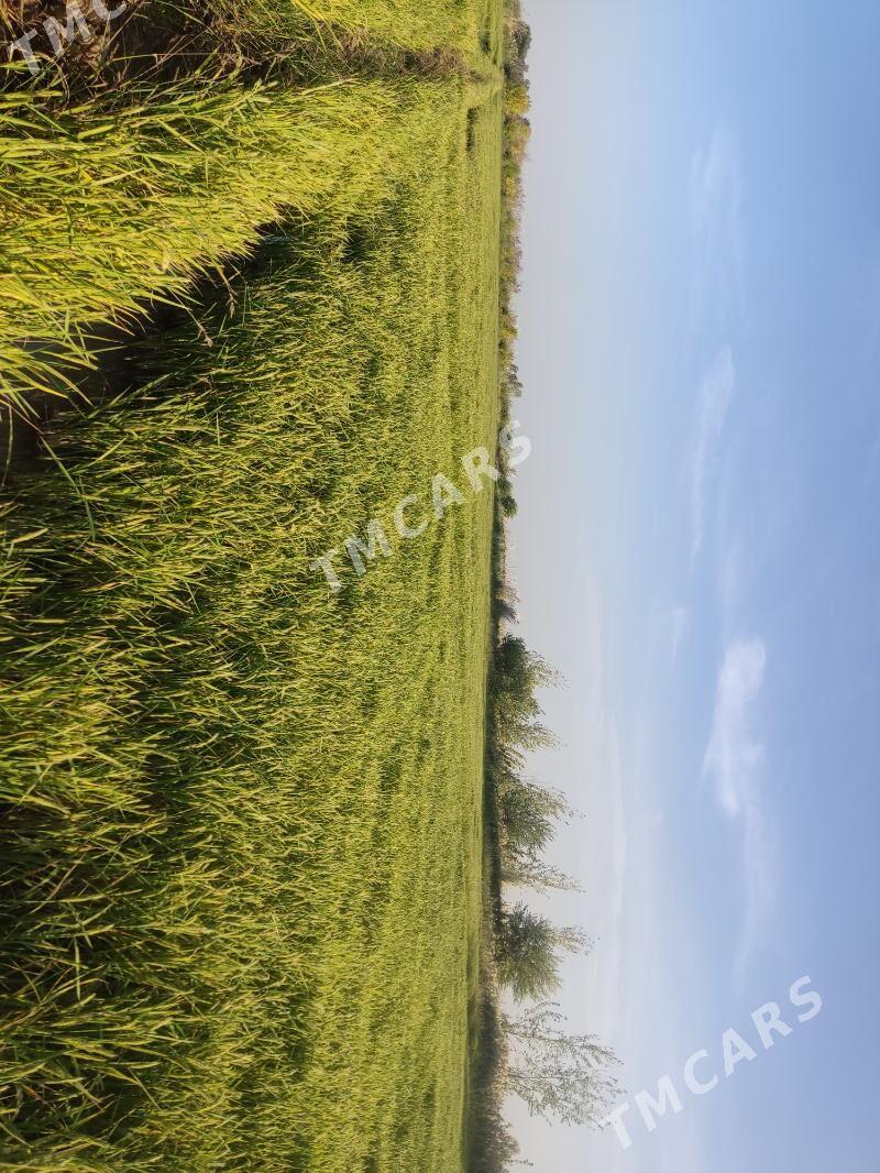 Şaly - Türkmenabat - img 3