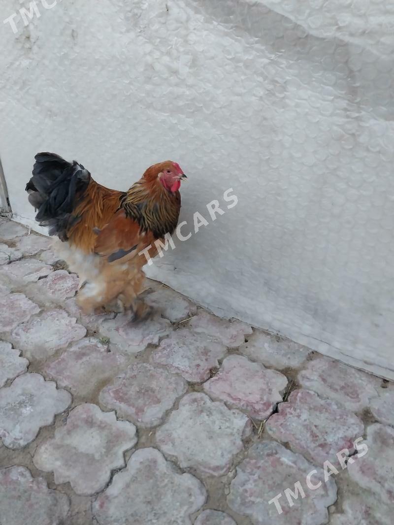 Brama horaz - Çoganly - img 2