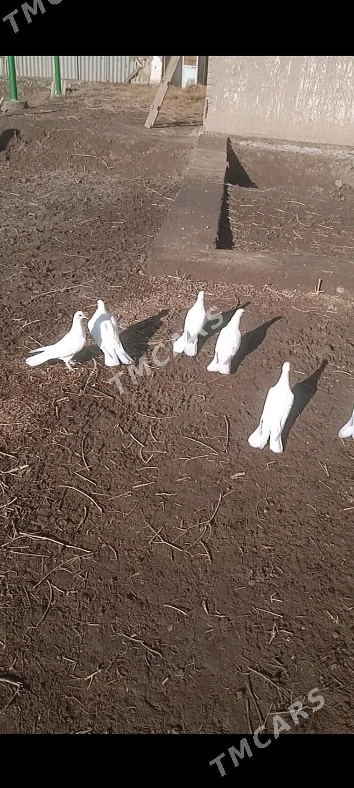 KEPDERI - Дашогуз - img 3