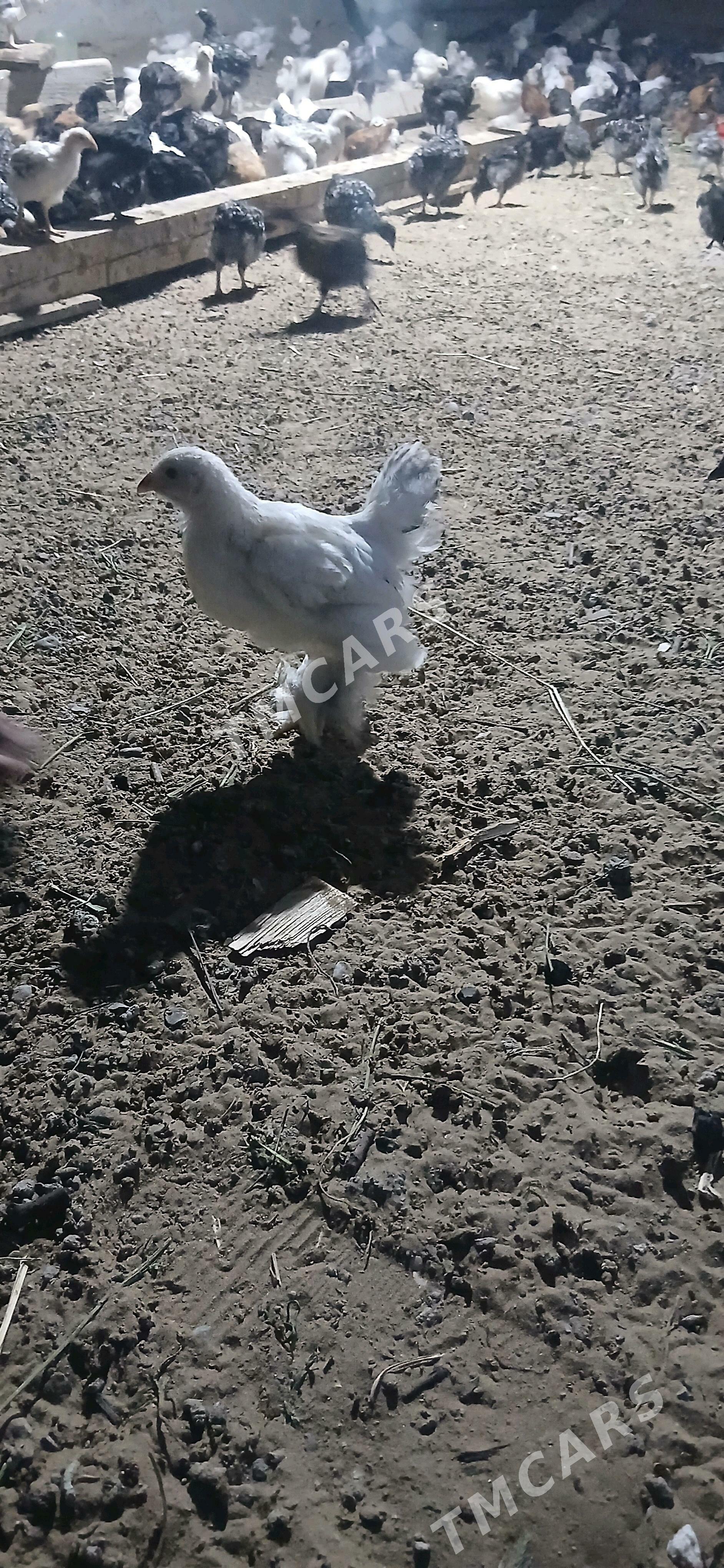 Brama Ataks Juyjeler - Gypjak - img 3