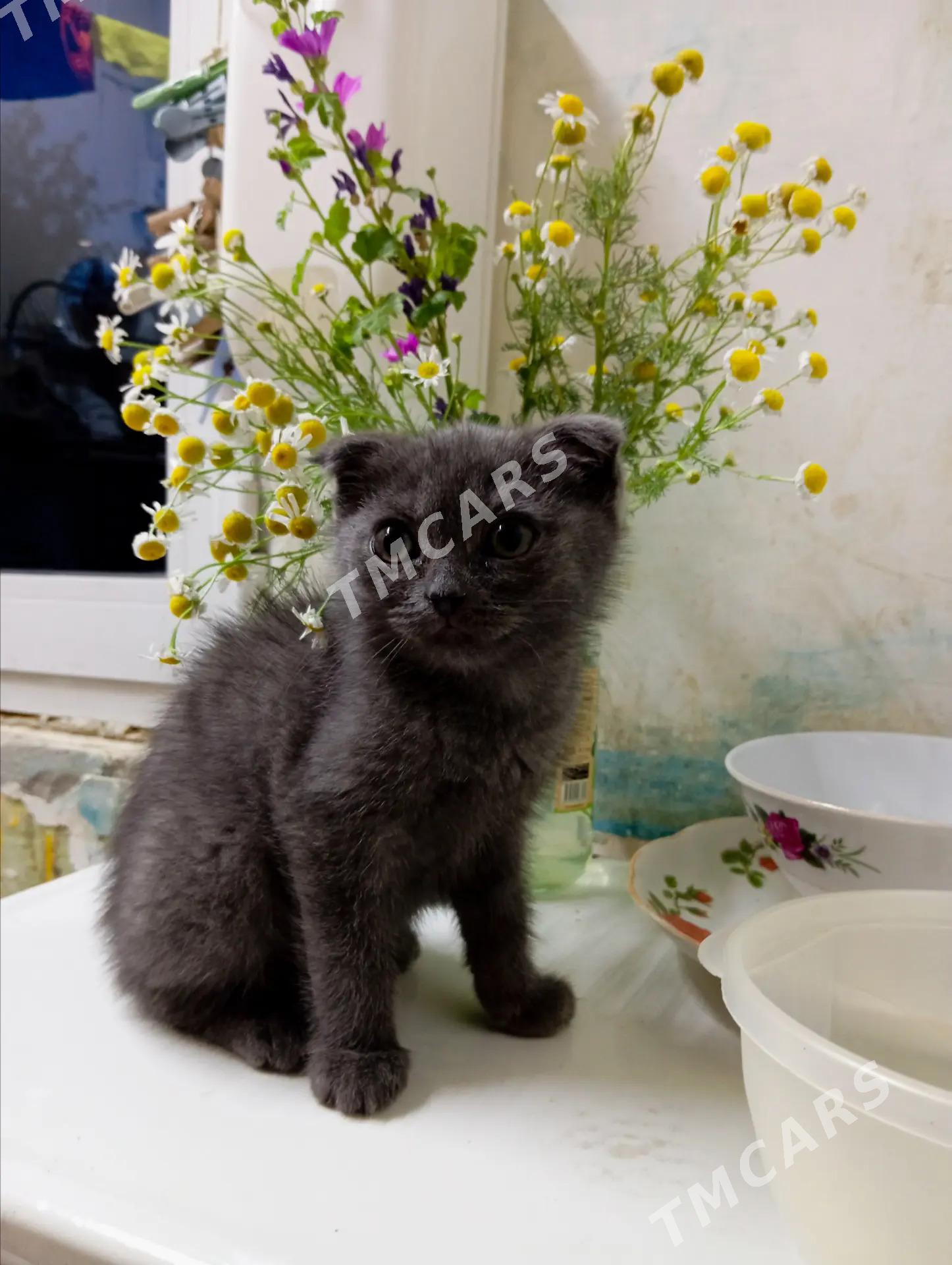кошка - Мары - img 2