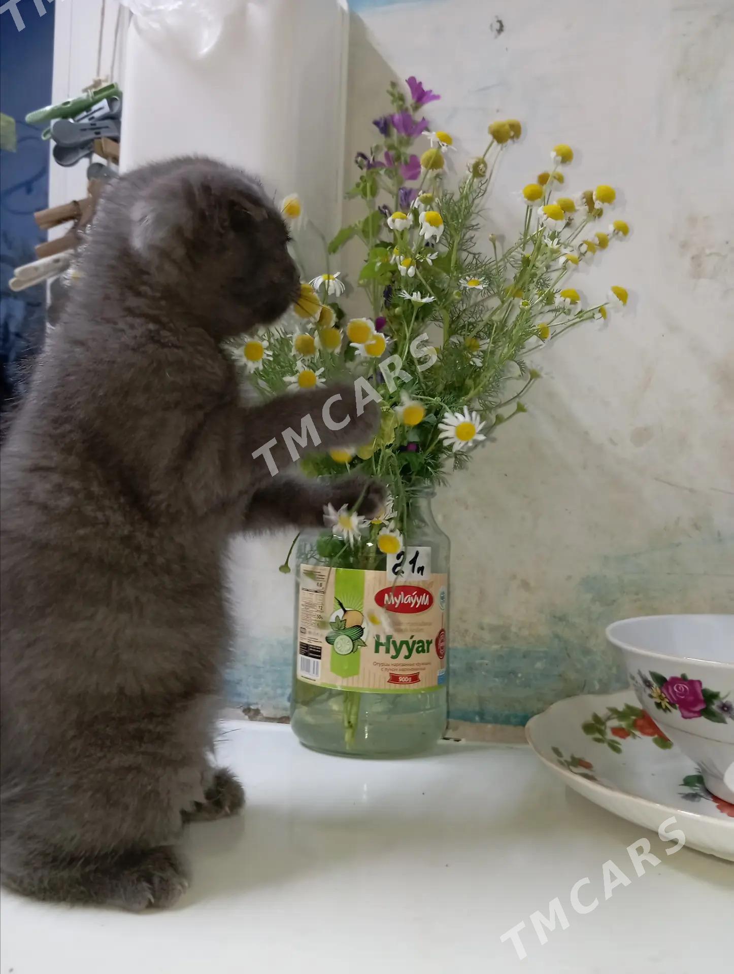 кошка - Мары - img 3