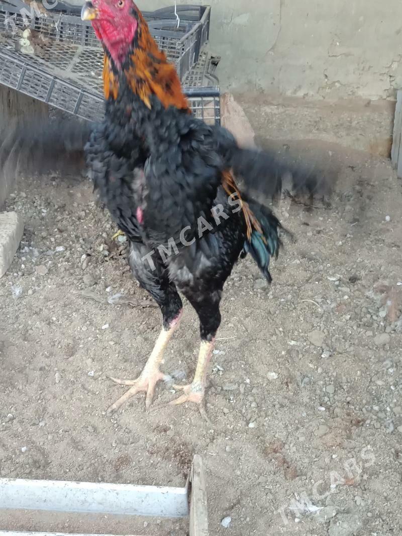 Baysow horazbaysow horaz - Мары - img 2