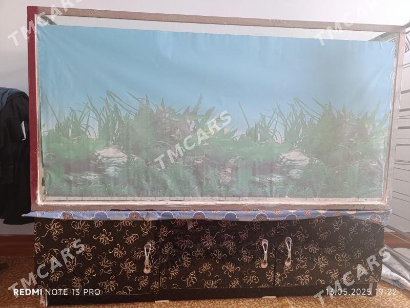 Akvarium - Дашогуз - img 2
