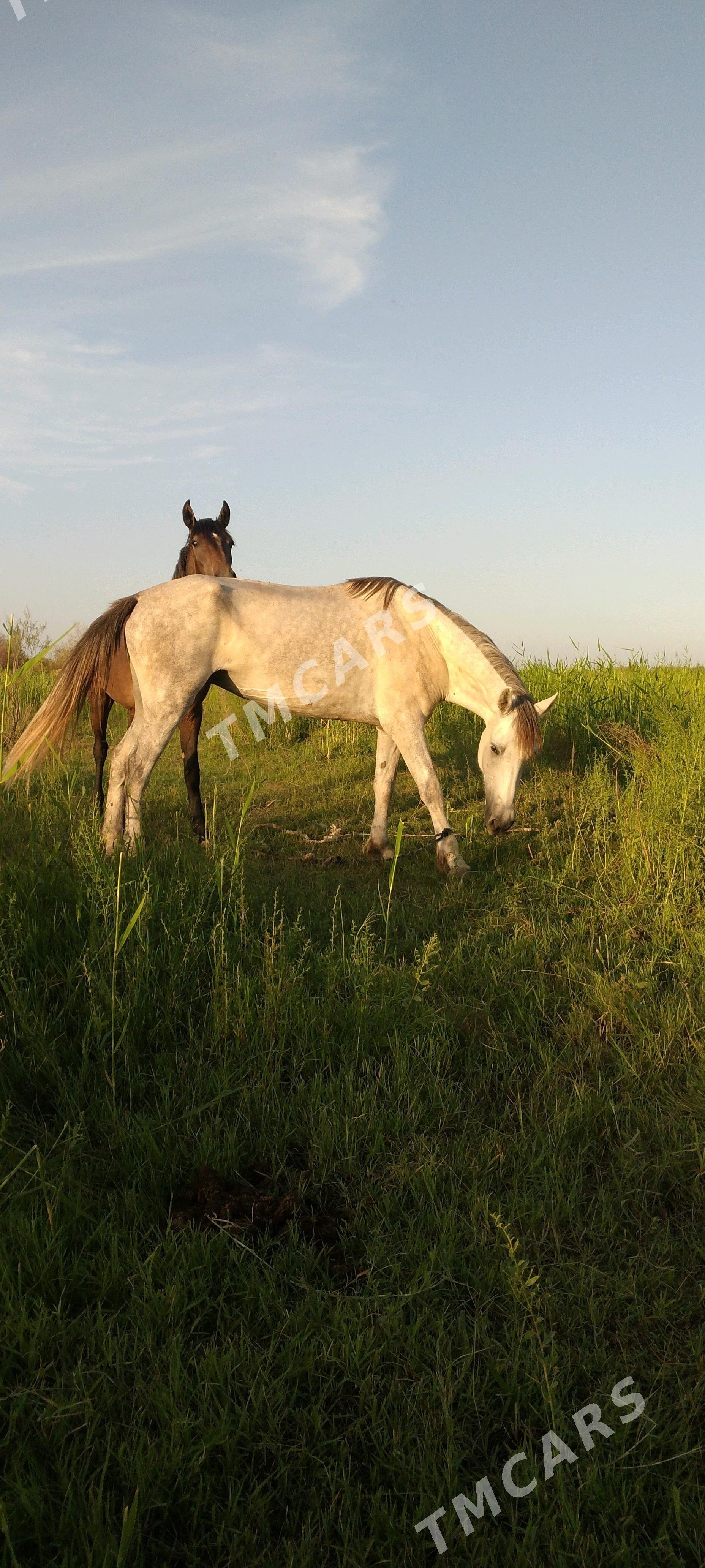tayly baytal - Tejen - img 5
