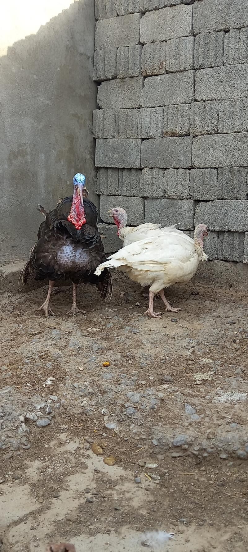 Kanadskiý gigant indugyň jüjes - Aşgabat - img 3