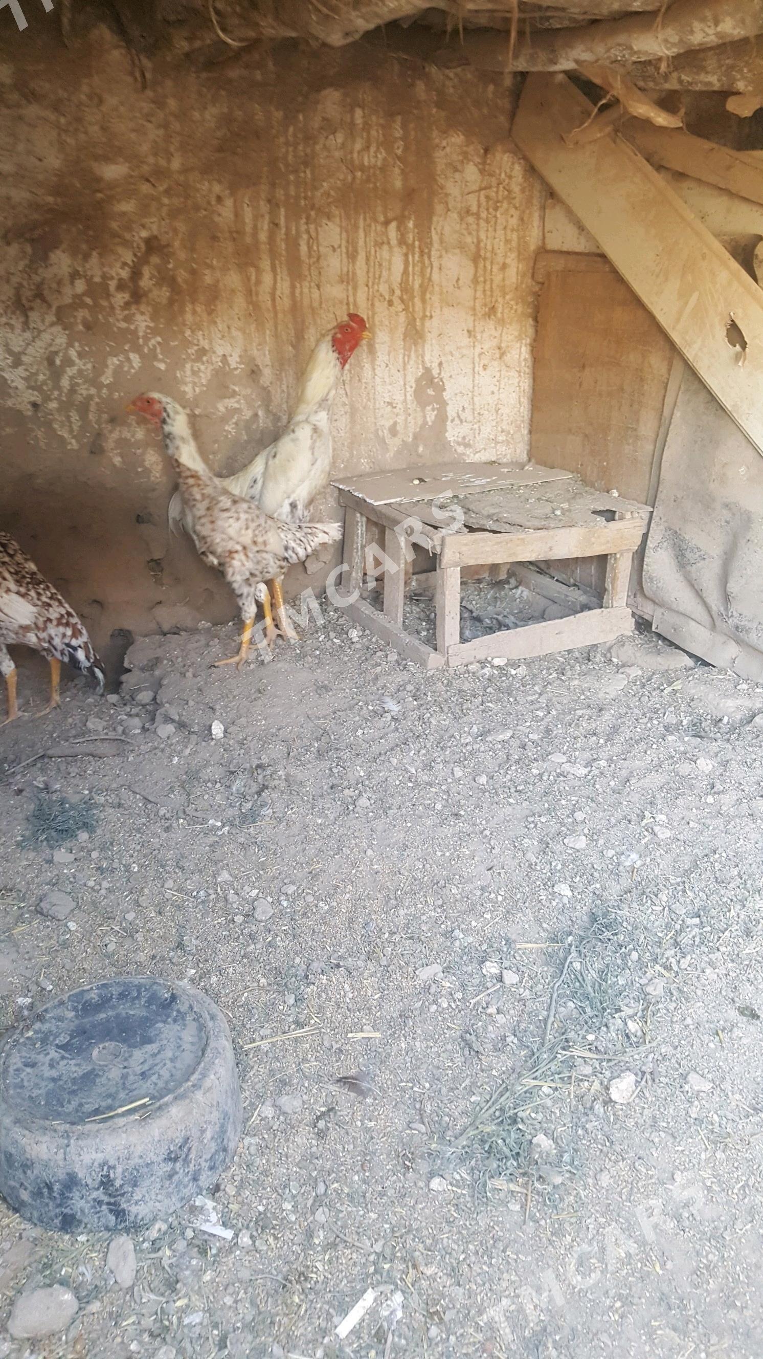 baysy - Sakar - img 3