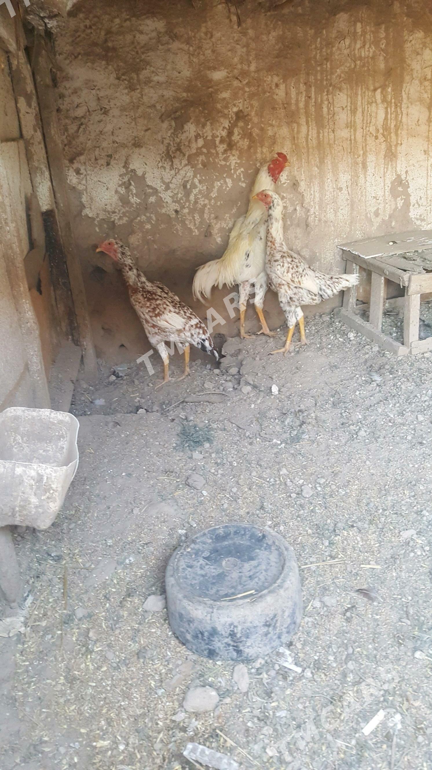 baysy - Sakar - img 2