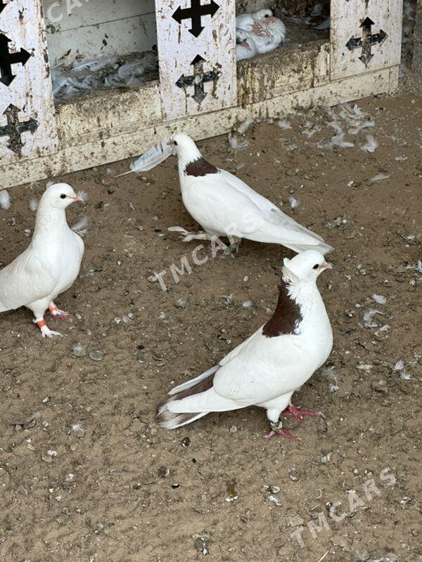 kepderi - 9 mkr - img 3