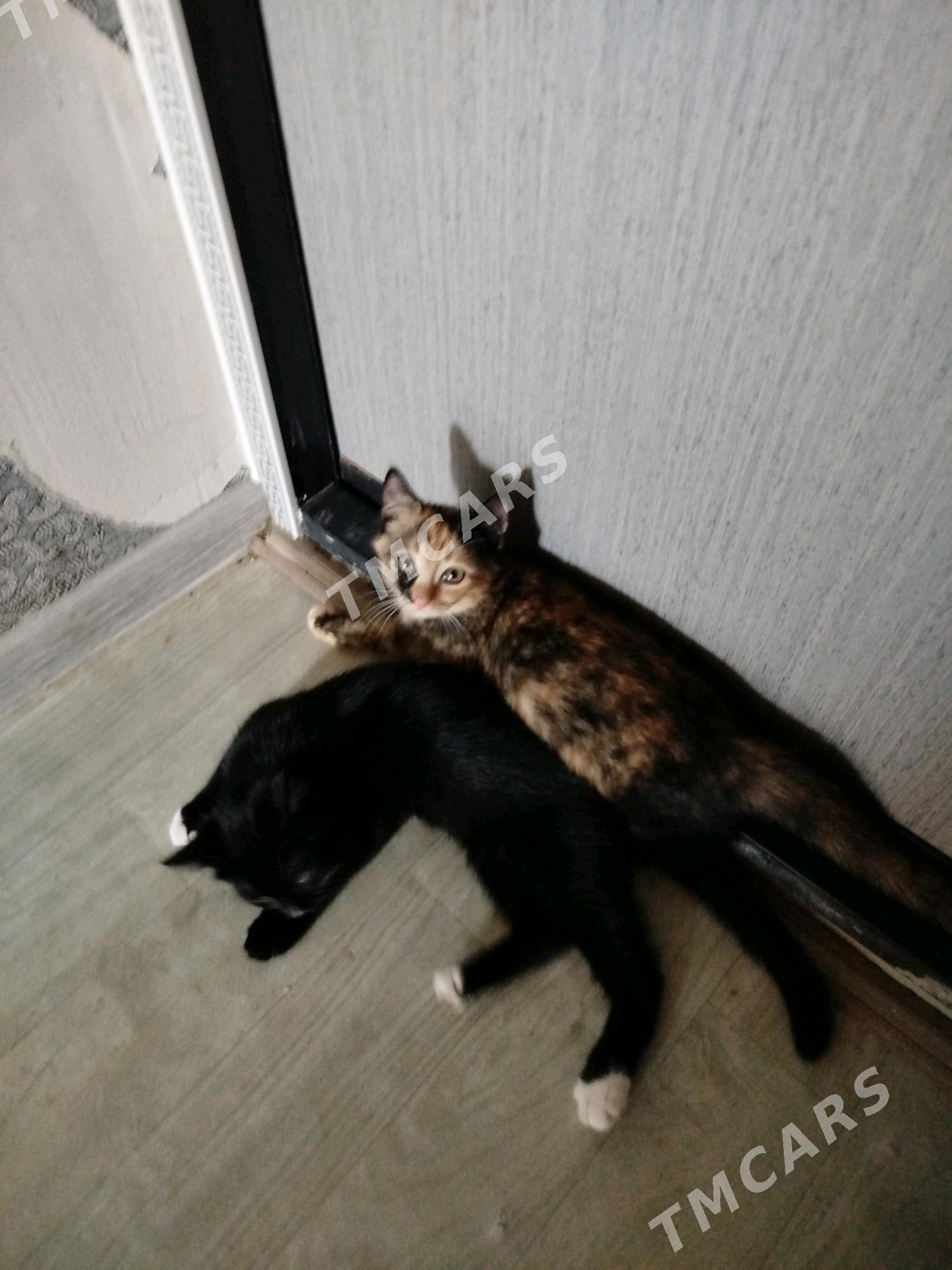 кот - Türkmenabat - img 2
