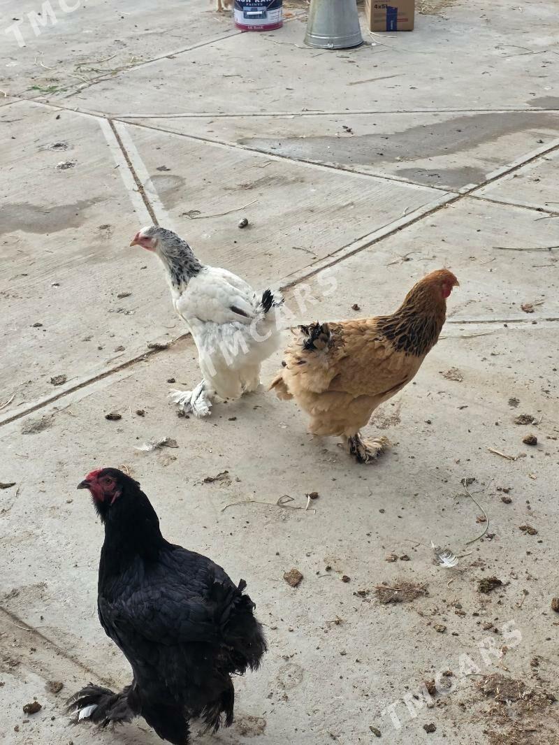 Brama towuklar - Änew - img 2