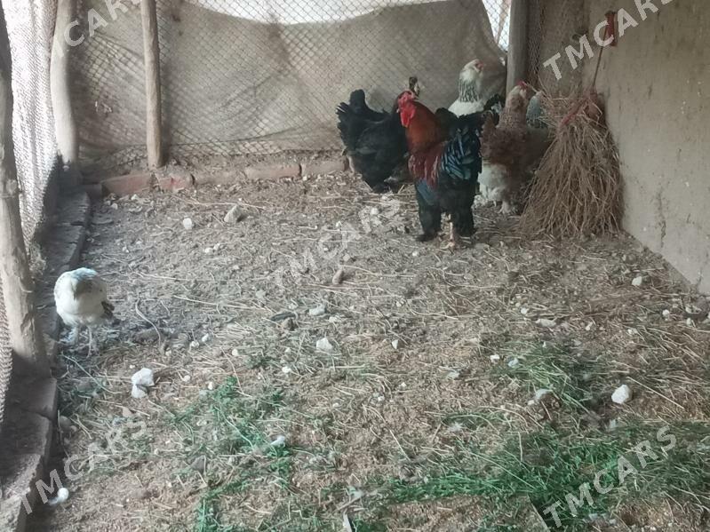 brama - Şabat etr. - img 2