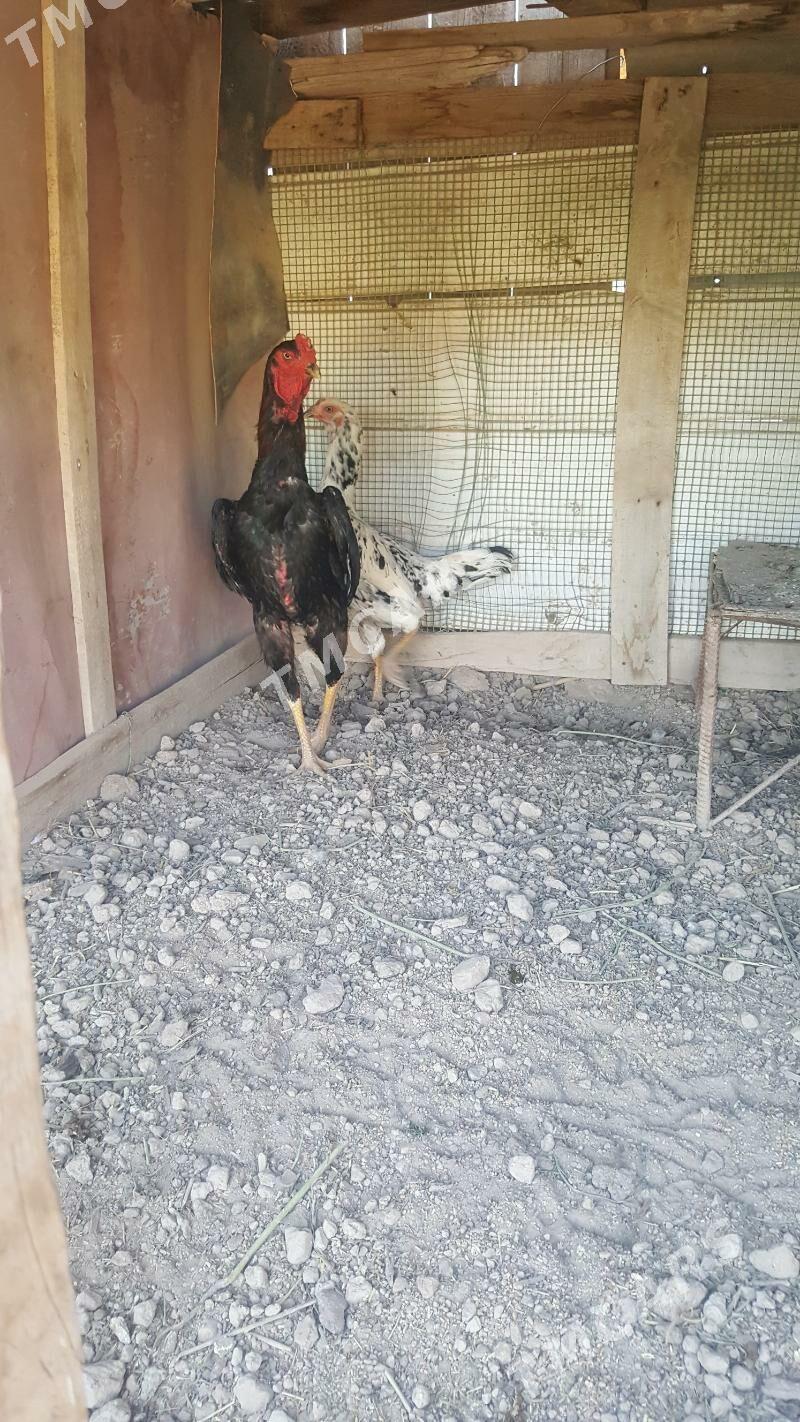 baysy - Sakar - img 3