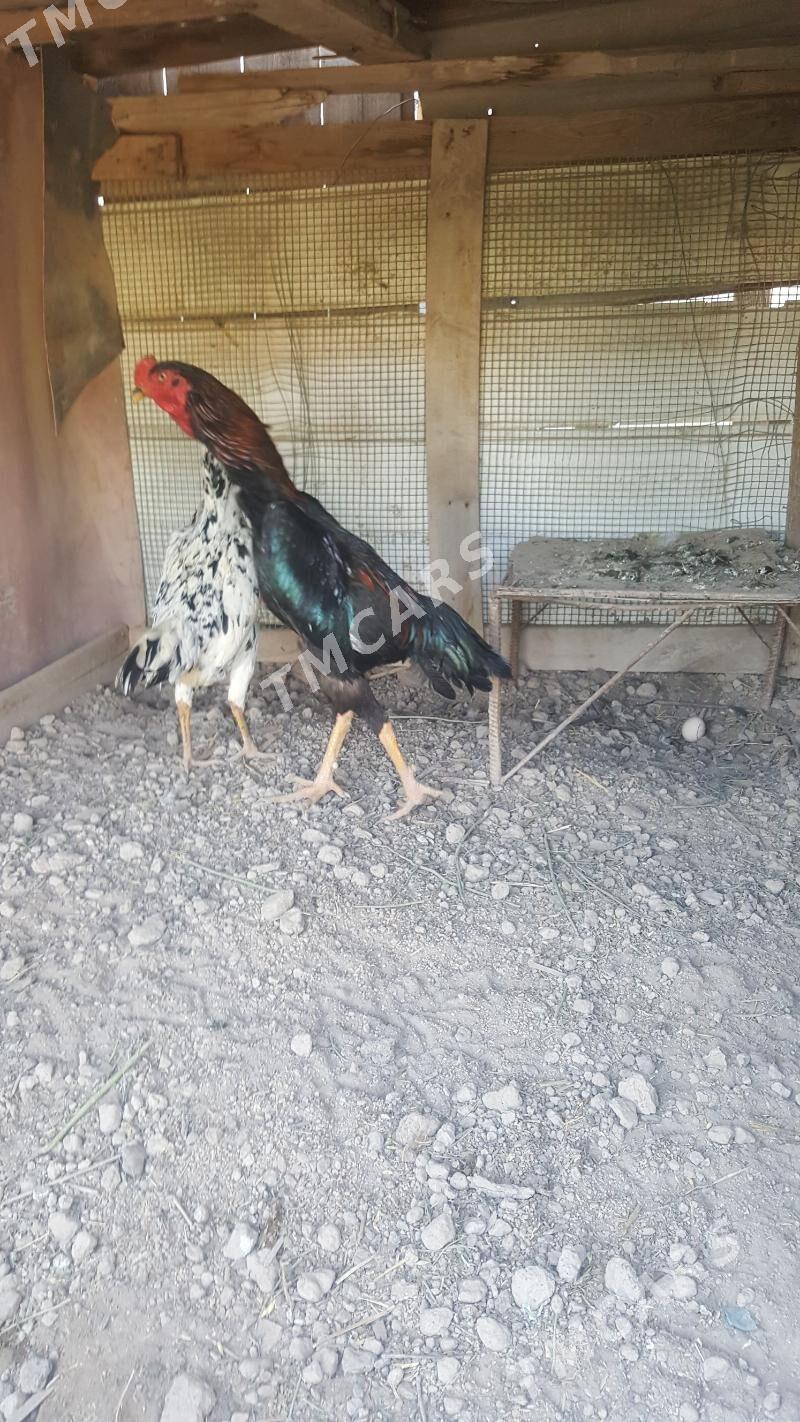 baysy - Sakar - img 2