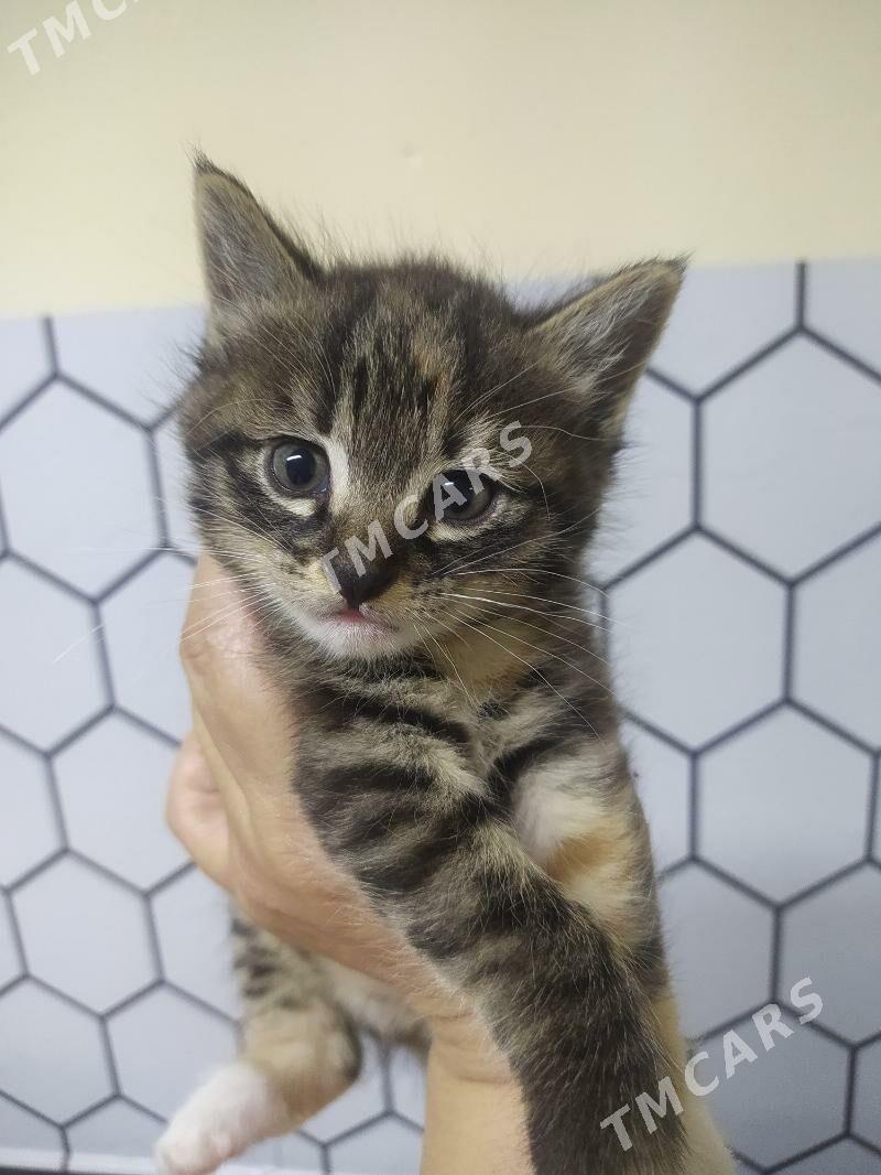 домашние котята - Türkmenabat - img 2