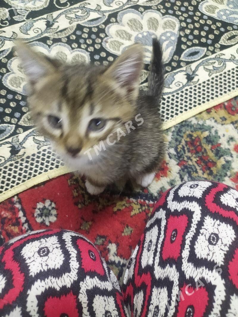 домашние котята - Türkmenabat - img 6
