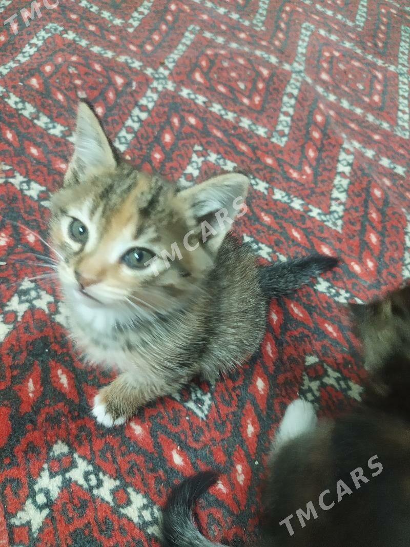 домашние котята - Türkmenabat - img 8