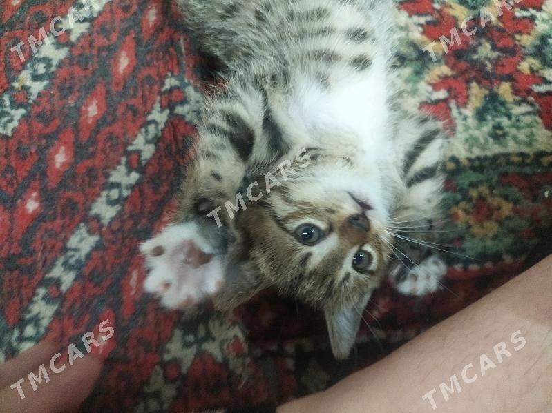домашние котята - Türkmenabat - img 5