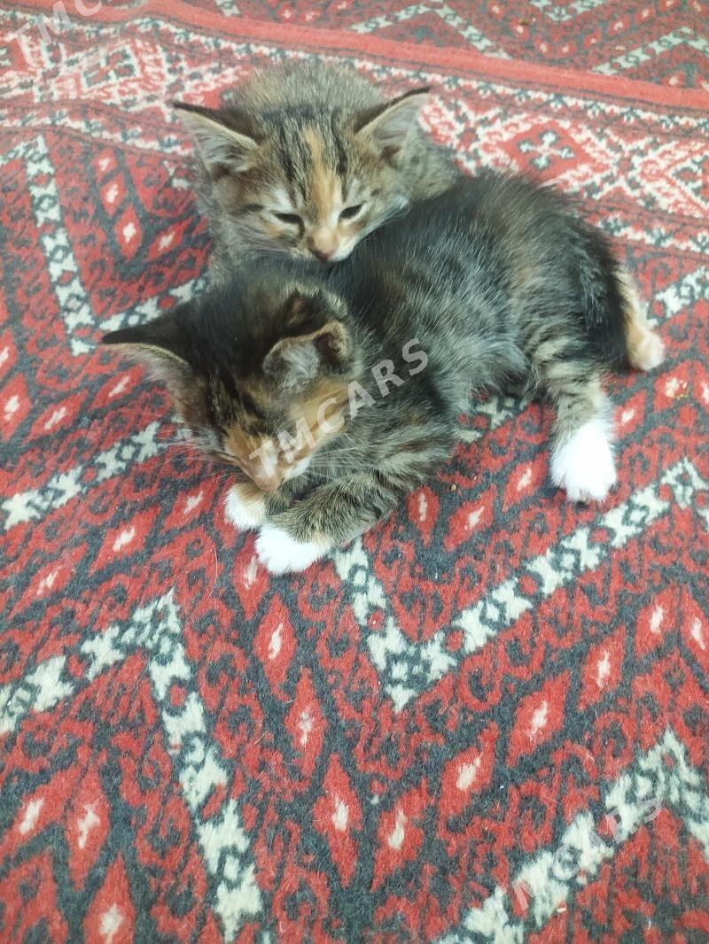 домашние котята - Türkmenabat - img 7