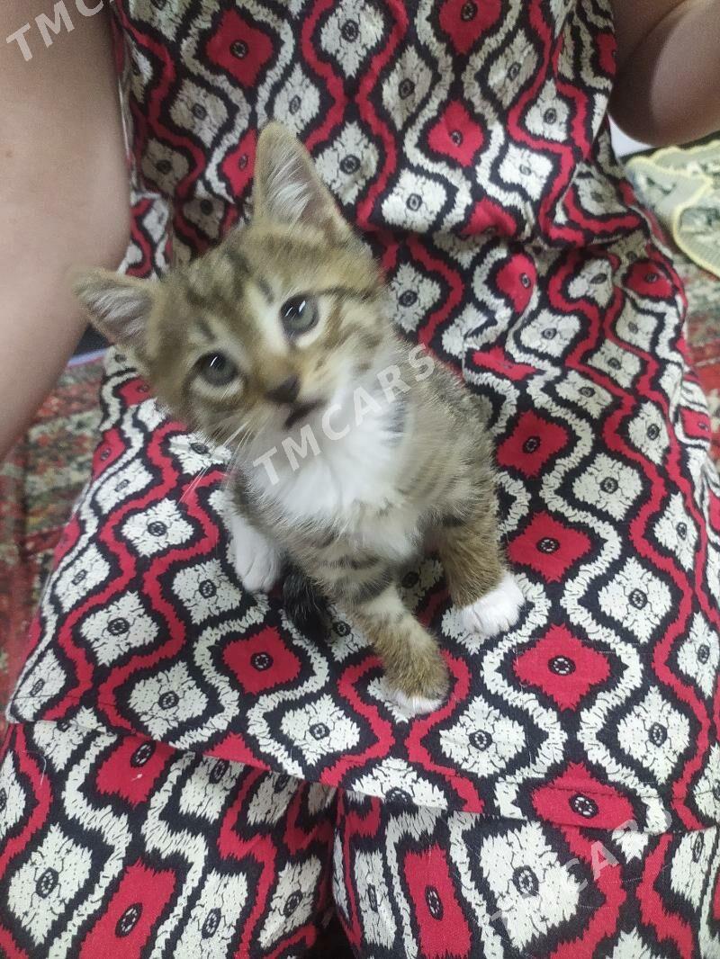 домашние котята - Türkmenabat - img 3