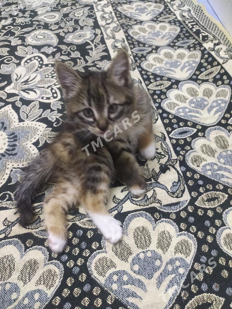 домашние котята - Türkmenabat - img 4