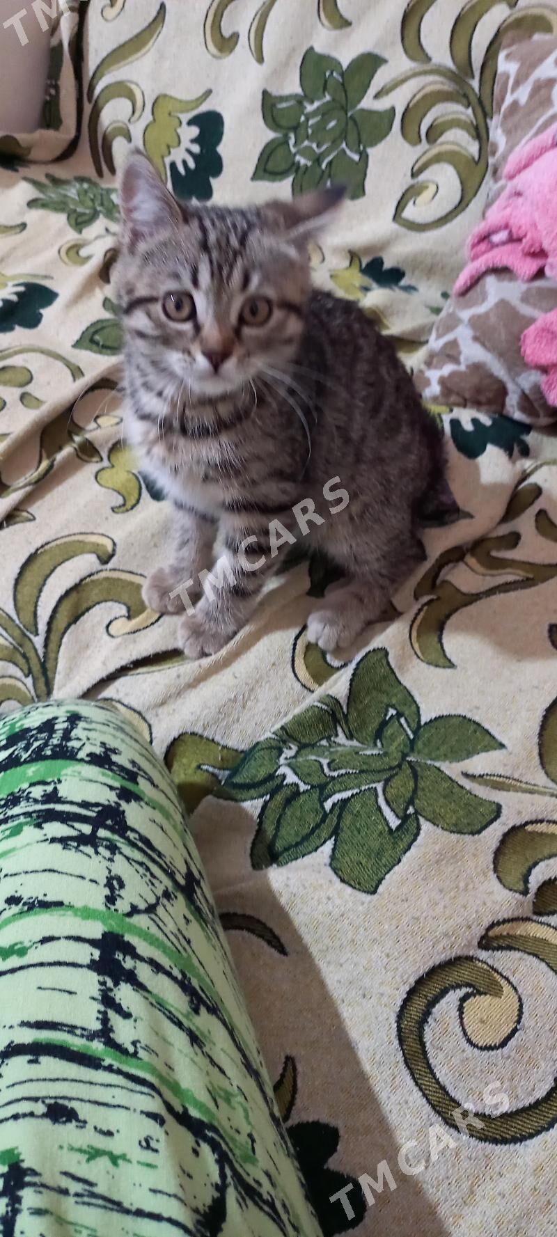 котёнок - Мары - img 2