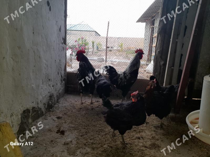 Towuk atakys - Gypjak - img 2