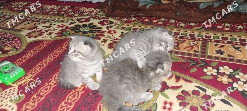 вислаухие котята - Türkmenabat - img 2