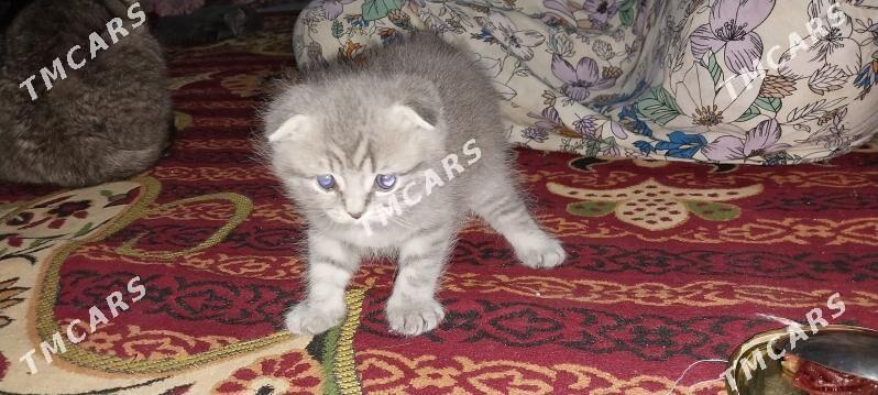 вислаухие котята - Türkmenabat - img 3