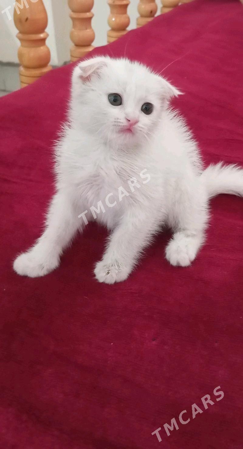 Шотландский котёнок - Туркменабат - img 3