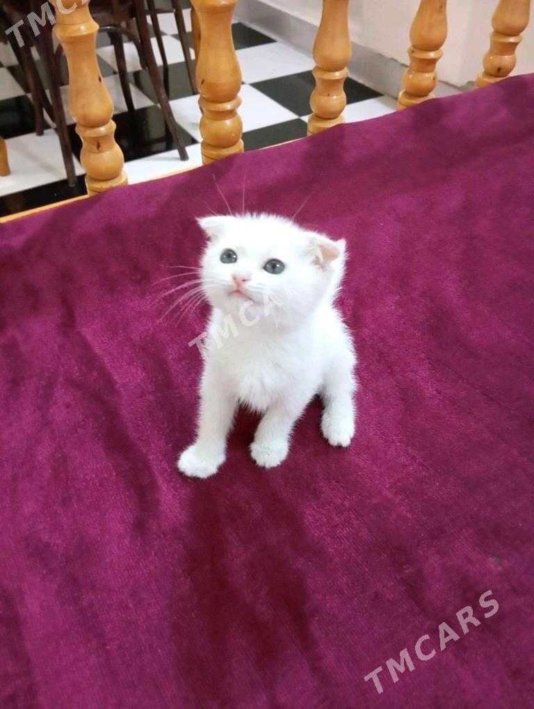 Шотландский котёнок - Туркменабат - img 2