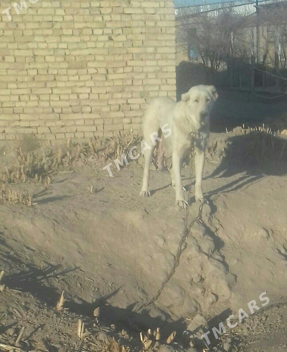 акгуш - Чарджоу - img 1