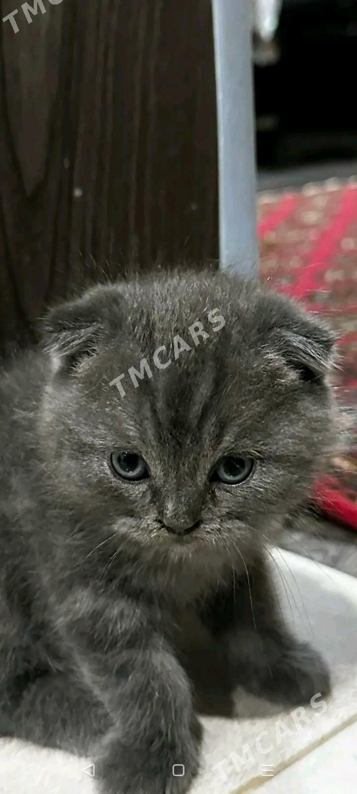 Vislauhi maçiki 1.5 mes - Türkmenabat - img 3