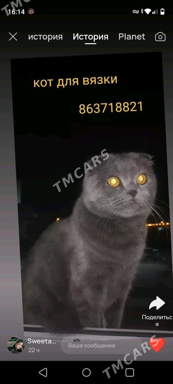 Vislauhi maçiki 1.5 mes - Türkmenabat - img 2